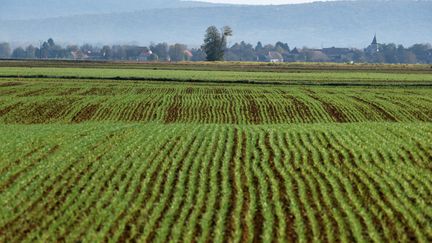 Paysage de terres agricoles dans le Val d'Amour dans le Jura, en octobre 2017. (MAXPPP)