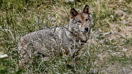 Un loup dans le parc du Gévaudan (photo d'illustration) (NOSETTO PATRICK / MAXPPP)