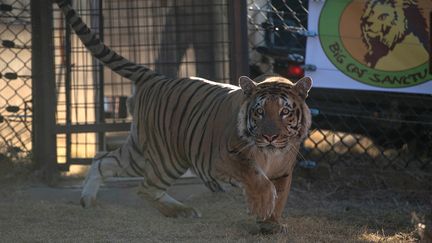 Laziz, le tigre du zoo de Gaza, relâché&nbsp;au&nbsp;Lions Rock Big Cat Sanctuary de&nbsp;Bethlehem (Cisjordanie), le 25 août 2016. (MUJAHID SAFODIEN / AFP)