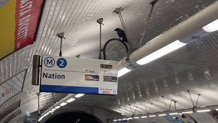 "La corneille de Ménilmontant" dans le métro parisien. Une opération de sauvetage, en lien avec la RATP a été menée le lundi 8 janvier, mais il n'a pas été possible de capturer l'oiseau. (ROBIN BERNAUD / RADIO FRANCE)