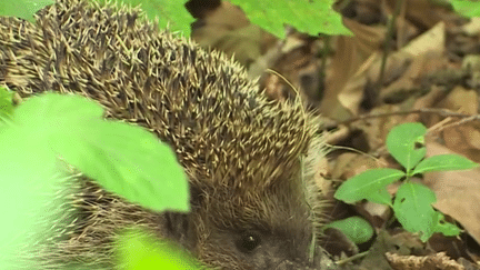 Biodiversité : les hérissons sont en danger à cause de la sécheresse (FRANCE 2)