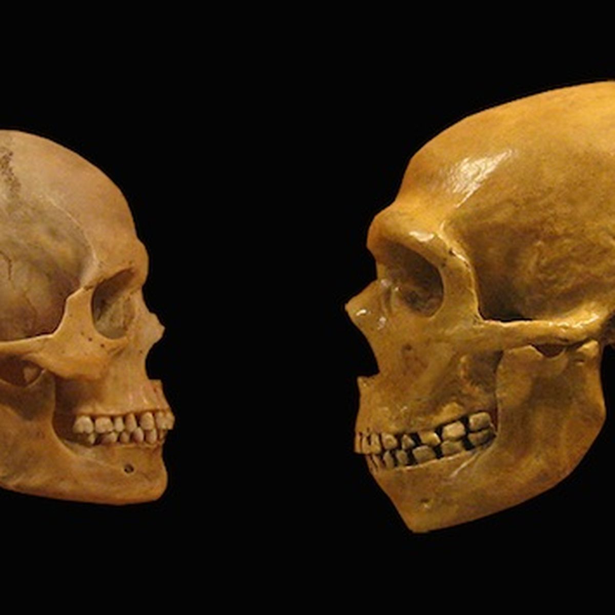 Continent de découverte du neandertalien