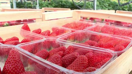 Agriculture : le label rouge a la côte chez les fraises