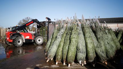 Des sapins de Noël prêts à être livrés dans un dépôt d'une entreprise de sylviculture à Redon (Ille-et-Vilaine), le 19 novembre 2020. (STEPHANE MAHE / REUTERS)