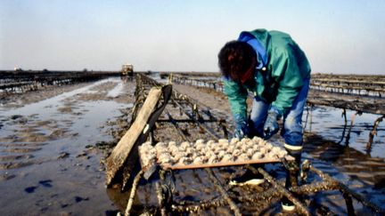 Un producteur ostréicole en Normandie. Photo d'illustration. (FRANCK CASTEL / MAXPPP)