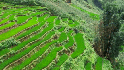 Cap sur le Vietnam, et la ville de Sapa. Autrefois très isolée, elle devient une destination touristique majeure, très appréciée pour ses rizières en terrasse. (France 2)