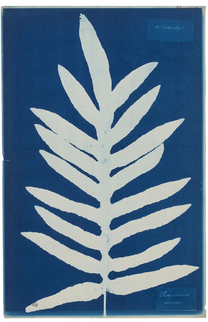 Henri Bodin, "Polypodium", 1895, Photogramme en cyanotype, Don Madame Meigneux,1941 (MAD PARIS / JEAN THOLANCE)