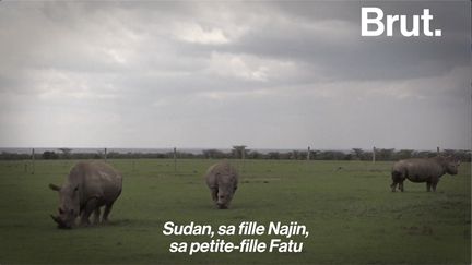 Dernier mâle de son espèce, il est devenu le rhinocéros le plus célèbre de la planète. Et son histoire, c'est celle d'une extinction qui s'est déroulée sous nos yeux. Voici l'histoire de Sudan.