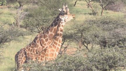 Au Kenya les girafes disparaissent (Au Kenya les girages en voie d'extinction)