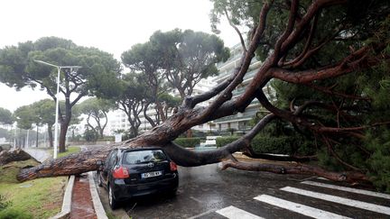 Un arbre est tombé à cause des intempéries, à Nice (Alpes-Maritimes), le 23 novembre 2019.&nbsp; (MAXPPP)