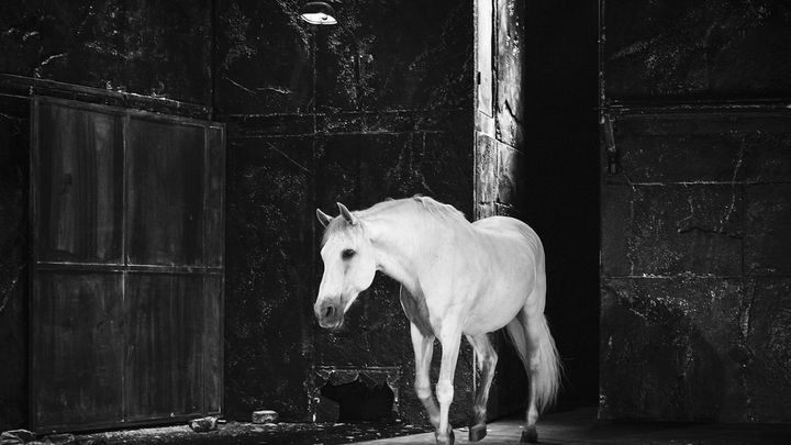 Le cheval Chakapàn à son arrivée sur scène. (François Passerini / Compagnie Baro d'evel)