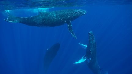 "Le règne du vivant", d'Alice Ferney, dresse le portrait d'un militant écologiste qui défend les grands animaux marins contre son pire prédateur, l'homme.
 (AFP PHOTO / TOBIAS BERNHARD RAFF / BIOSPHOTO)