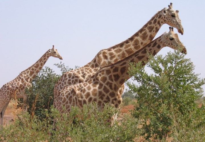 Photo de girafes se promenant dans la brousse à Kouré, le 14 août 2010  (BOUREIMA HAMA / AFP)