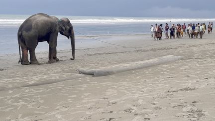 Un&nbsp;éléphant égaré sur une plage, le 29 juin 2021 à Teknaf (Bangladesh). (JASHIM MAHMUD / AFP)