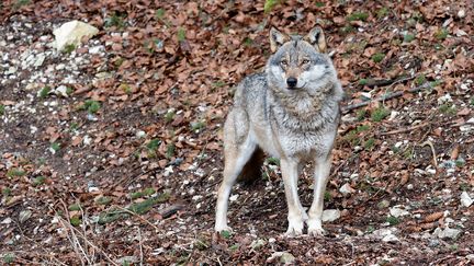 Un loup gris aurait été photographié dans la nuit du 7 au 8 avril, à Londinières, dans le Pays de Bray (Seine-maritime). (BLEUETTE DUPIN / FRANCE-BLEU PAYS DE SAVOIE)