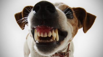 La premi&egrave;re chose &agrave; faire si votre chien ou votre chat pose probl&egrave;me est d'aller voir votre v&eacute;t&eacute;rinaire. (FUSE / GETTY IMAGES)