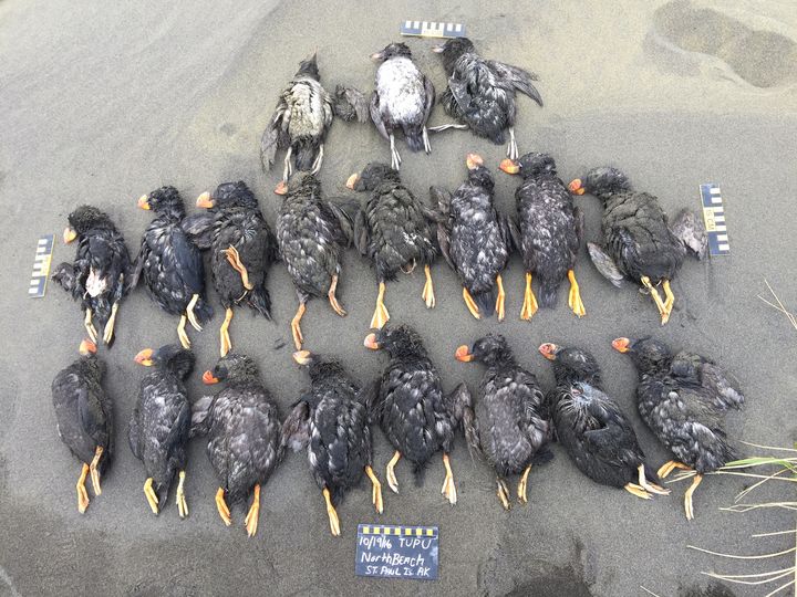 Une partie des macareux recueillis sur l'île Saint-Paul, en Alaska, le 19 octobre 2016. (ALEUT COMMUNITY OF ST PAUL ISLAN / AFP)