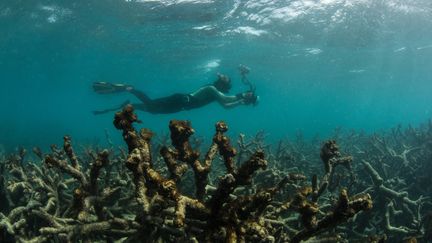 La Grande Barrière de Corail traverse son plus sévère&nbsp;épisode de blanchiment, ce qui a provoqué la mort de 22 % du&nbsp;corail. (XL CATLIN SEAVIEW SURVEY)