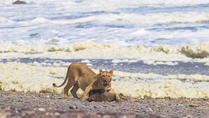 Une lionne attaquant un phoque à fourrure sur la Skeleton coast (la côte des squelettes) dans le nord-ouest de la Namibie. (Namibian Journal namibien of environement)