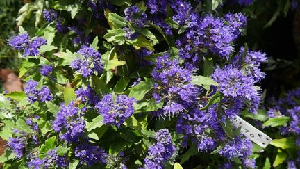 Caryopteris 'Grand Bleu'. (ISABELLE MORAND / RADIO FRANCE / FRANCE INFO)