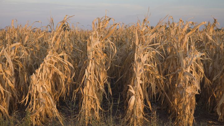 Un cham de&nbsp;maïs desséché&nbsp;dans le Missouri aux États-Unis, en août 2012. (Illustration) (DHUGHES9 / E+ / GETTY IMAGES)