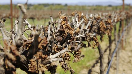 Vignes gelées entre Puicheric et la Redorte dans l'Aude, le 14 avril 2021.&nbsp; (BOYER CLAUDE / MAXPPP)