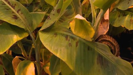 La cercosporiose noire, ce champignon qui s’attaque aux feuilles de bananiers. (MARTINIQUE LA 1ERE)