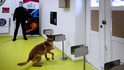 Un policier apprend à son chien à trouver un morceau de tissu infecté par le Covid-19, à Maison-Alfort le 13 mai 2020 (photo d'illustration). (JOEL SAGET / AFP)