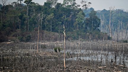 Un bout de la forêt amazonienne incendiée près de Porto Velho au Brésil, le 24 août 2019. (CARL DE SOUZA / AFP)