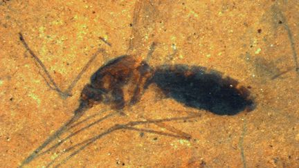 Une photo du plus vieux fossile de moustique gorg&eacute; de sang, datant de 46 millions d'ann&eacute;es. (SMITHSONIAN INSTITUTION / AFP)