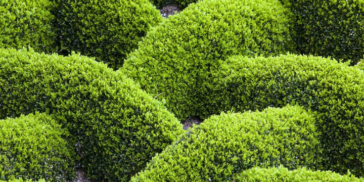 Jardins du château de Losse
 (GILLES LE SCANFF &amp; JOËLLE-CAROLI / BIOSPHOTO)