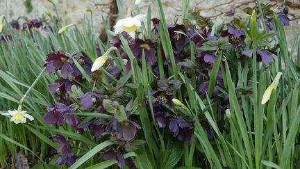 Hellébores et narcisses, scène de printemps. (ISABELLE MORAND / RADIO FRANCE)