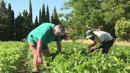 Vague de chaleur : les agriculteurs adaptent leur emploi du temps