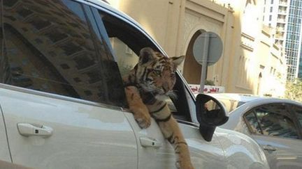 Un tigre dans un véhicule dans le centre-ville de Dubaï (Twitter)