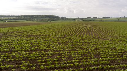 Parcelles de betteraves dans la Somme. (CHRISTIAN WATIER / MAXPPP)