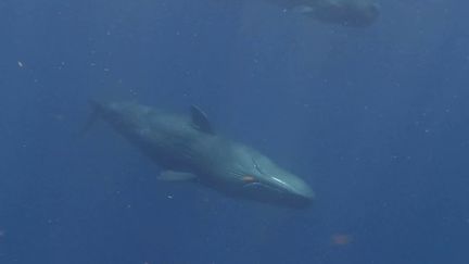 Animaux : une association caribéenne qui recense les mammifères marins (FRANCE 3)