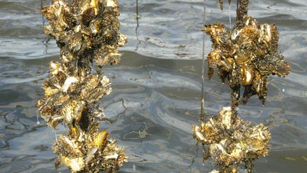 Des coquilles d'huîtres vides, à cause de la malaïgue, dans l'étang de Thau (Hérault), le 20 août 2003.&nbsp; (DOMINIQUE FAGET / AFP)