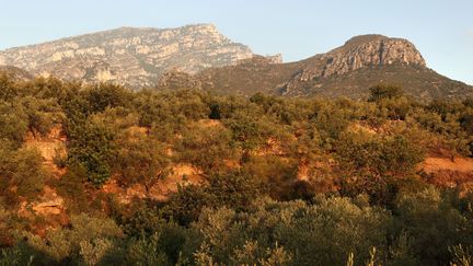 Le parc naturel Els Ports dans la région de&nbsp;Tarragone en Espagne. (MANUEL COHEN / MANUEL COHEN / AFP)