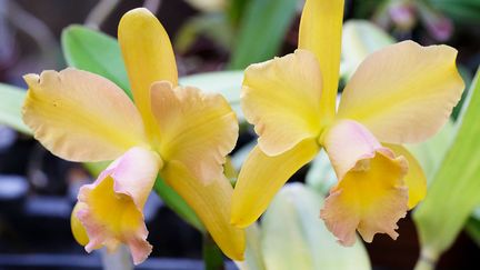 Cattleya 'Waikiki Gold'.&nbsp; (ISABELLE MORAND / DIDIER HIRSCH / RADIO FRANCE / FRANCE INFO)