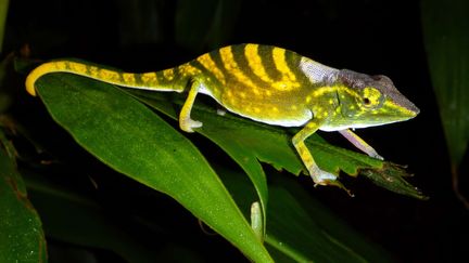 Le cam&eacute;l&eacute;on de Tarzan est menac&eacute;, comme un tiers des esp&egrave;ces &eacute;tudi&eacute;es par&nbsp;l'Union internationale pour la conservation de la nature (IUCN). (FRANK GAW / AP / SIPA)