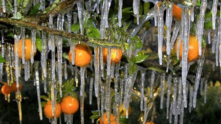 Des orangers pris par les glaces en raison d'une chute brutale des temp&eacute;ratures &agrave; Seffner, Floride (Etats-Unis), le 4 janvier 2012. (CHRIS O'MEARA / AP / SIPA)