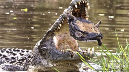 Un crocodile avale une tortue dans le parc national Kruger (Afrique du Sud), le 2 novembre 2014. (CATERS NEWS AGENCY / SIPA)