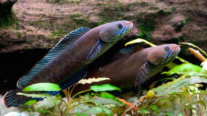 Une photo, publi&eacute;e par WWF le 6 octobre 2015, montre un poisson &agrave; t&ecirc;te de serpent qui marche, d&eacute;couvert&nbsp;dans l'est de l'Himalaya. (HENNING STRACK HANSEN / WWF / AFP)