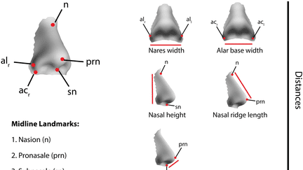 L'équipe scientifique internationale a utilisé des images en 3D pour mesurer la forme du nez de 476 volontaires. (ZAIDI ET AL / FRANCEINFO)