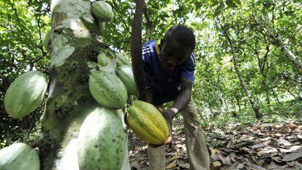 Récolte des haricots d'un cacaoyer dans une plantation de Divo, au sud de la Côte d'Ivoire, le 25 octobre 2010.  (SIA KAMBOU / AFP)