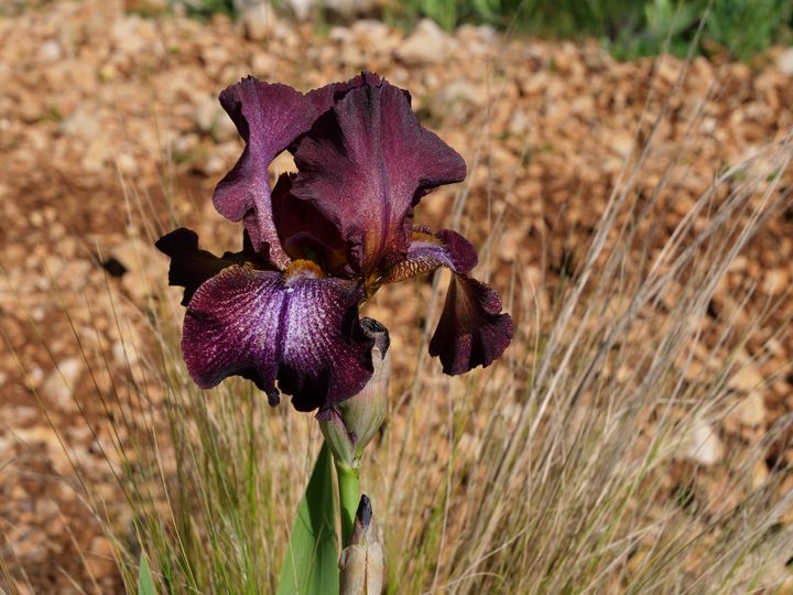 À la base du sépale, la "barbe" faite de petits poils est là pour guider les pollinisateurs vers le cœur de la fleur.&nbsp; (ISABELLE MORAND / RADIO FRANCE / FRANCE INFO)