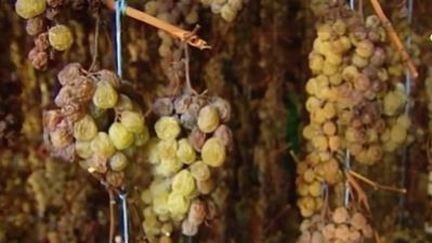 Découverte : des vendanges en intérieur, au printemps