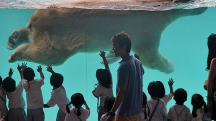 Des &eacute;coliers observent Inuka, l'ours polaire du zoo de Singapour, le 29 mai 2013. (ROSLAN RAHMAN / AFP)