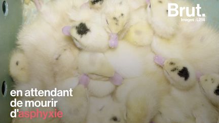 C'est l'un des plats les plus populaires des fêtes. Mais à travers ces images, L214 veut dénoncer une pratique si controversée que de nombreux pays l'ont interdite. Voilà pourquoi le foie gras fait de nouveau polémique...