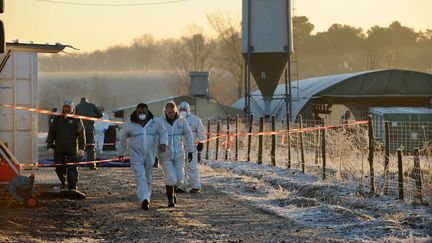 Des employés préparent l'euthanasie de canards d'élevage, à Saint-Agnet (Landes), le 6 janvier 2017.&nbsp; (MAXPPP)